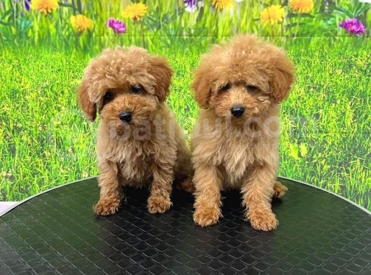 Toy Poodle Yavrular görsel